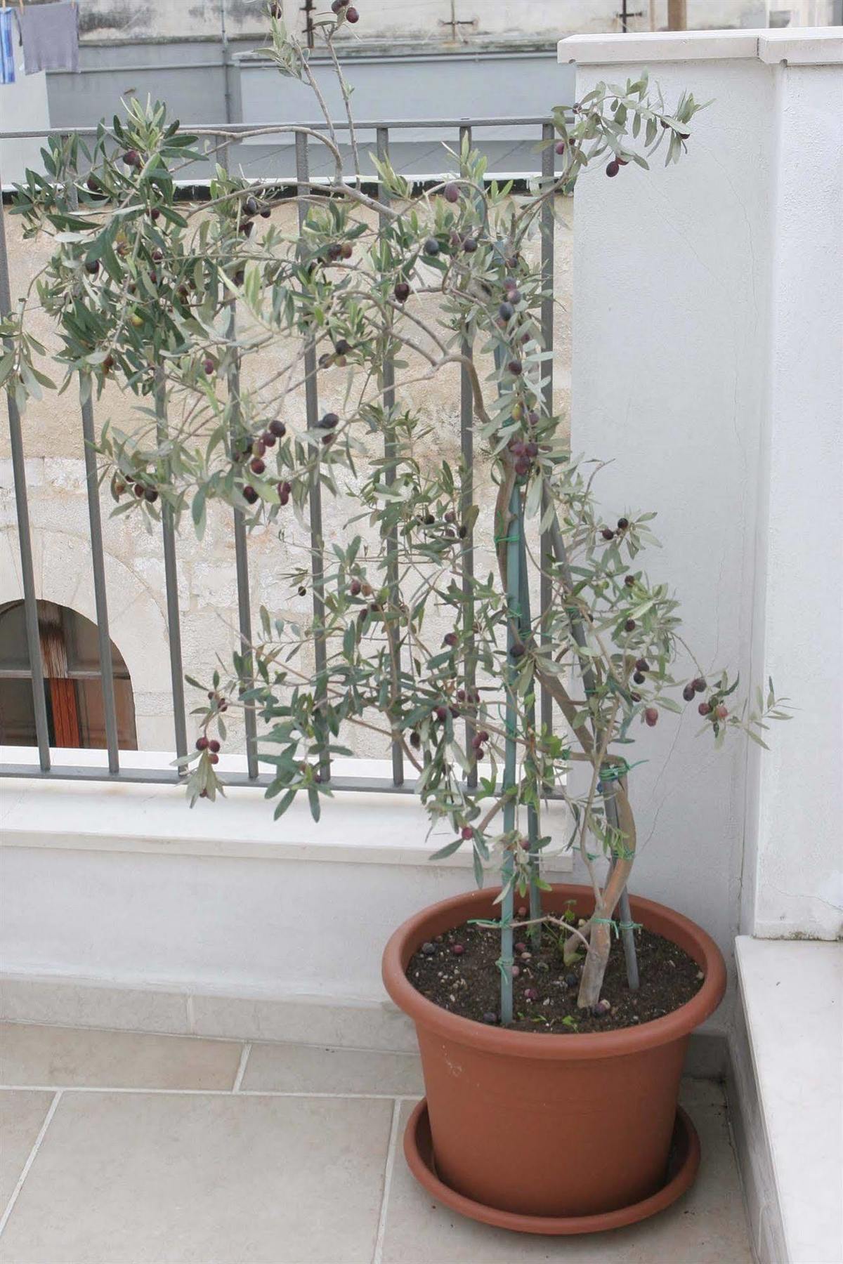 Saint Nicholas Plaza Ξενοδοχείο Μπάρι Εξωτερικό φωτογραφία